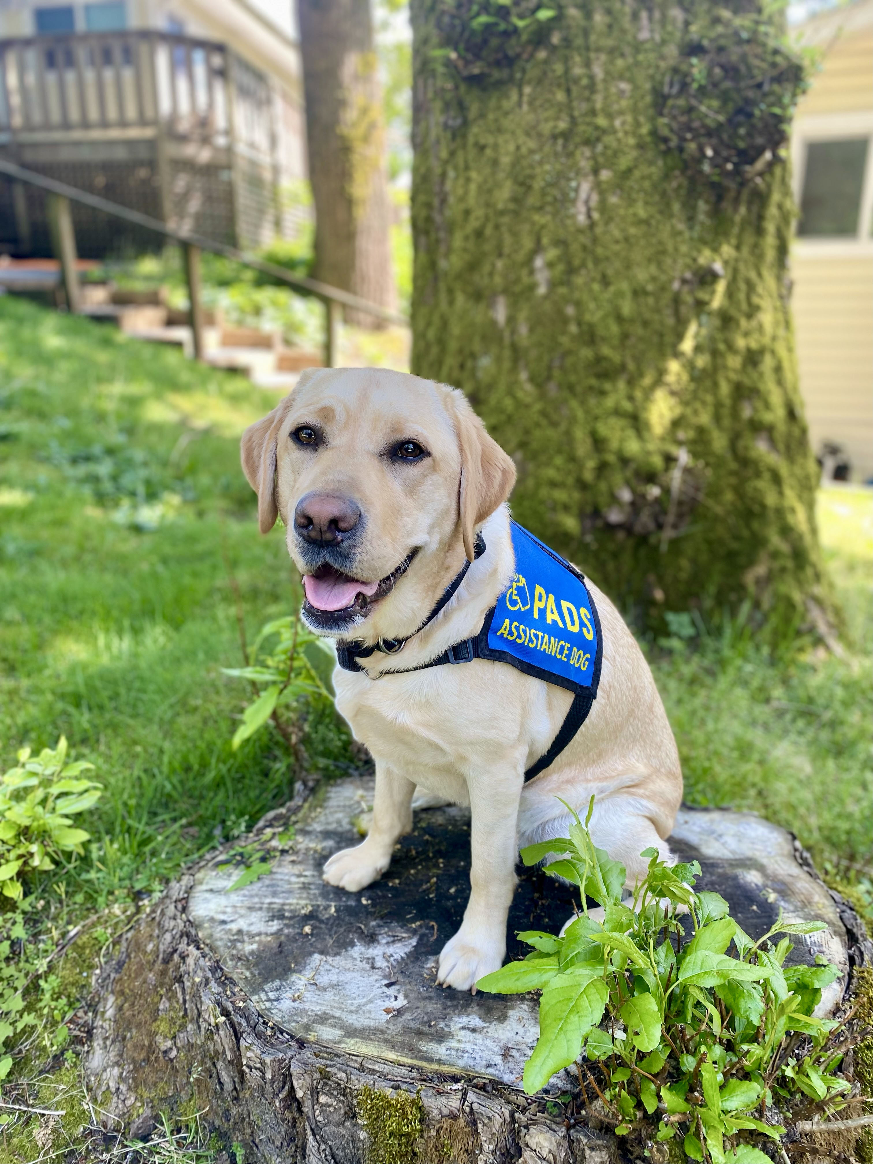 Indy Bue Vest Photo