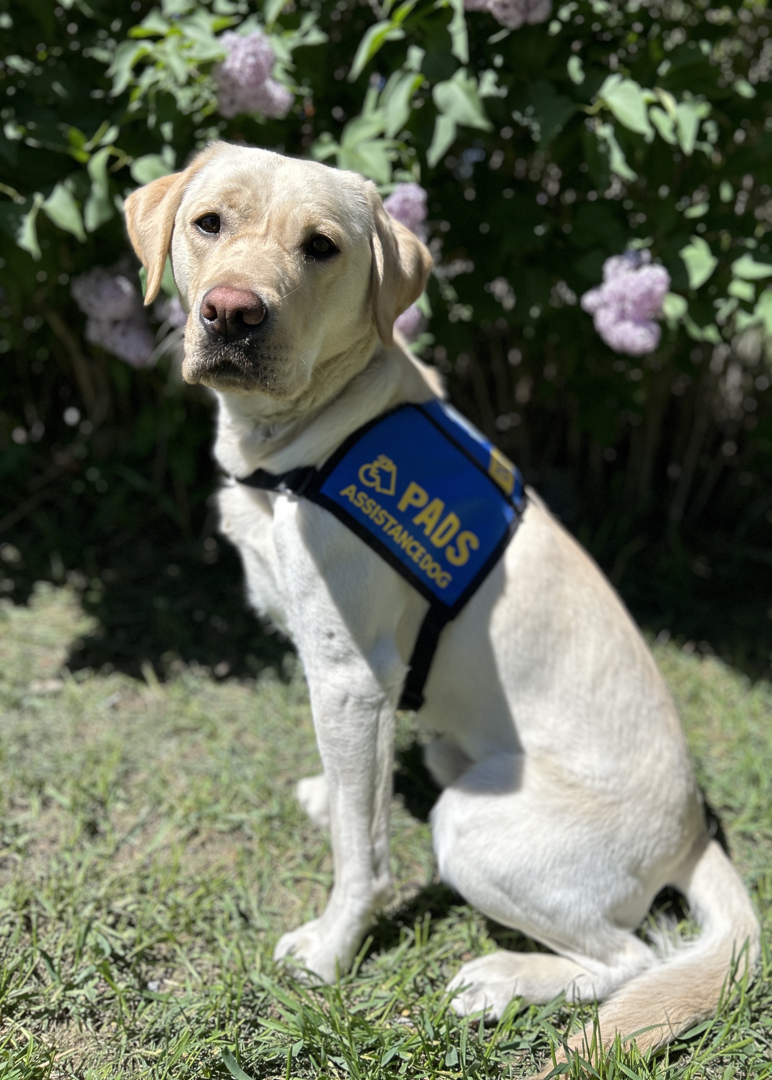 Morley Blue Cape Photo