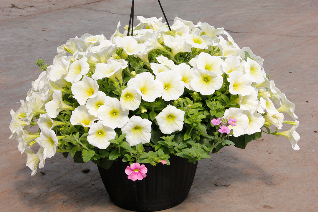 Hanging Baskets