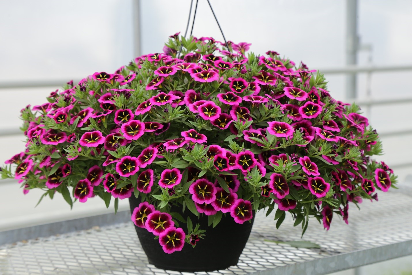 Hanging Baskets