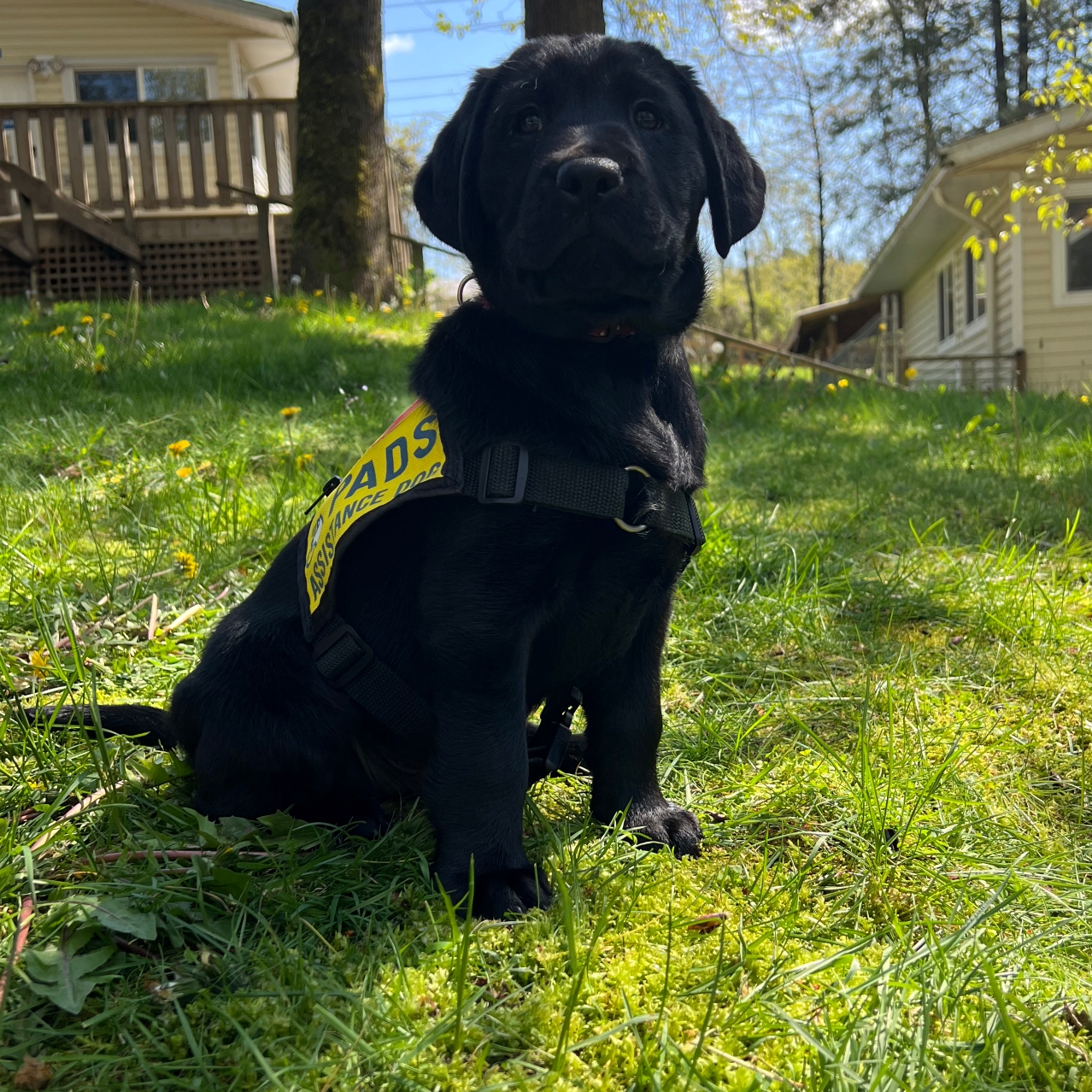 Sarge II