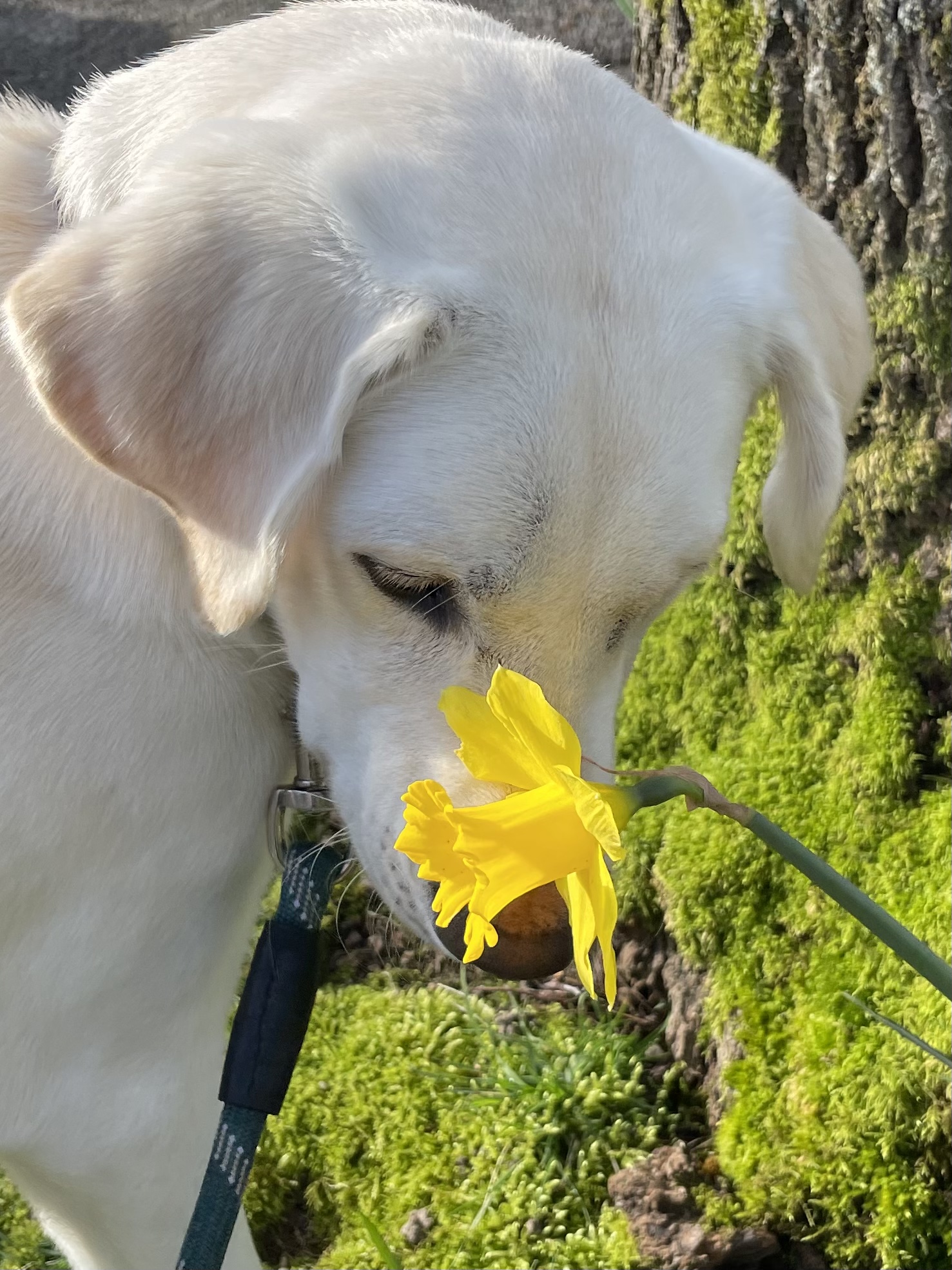 Falkor Apr 2025-3