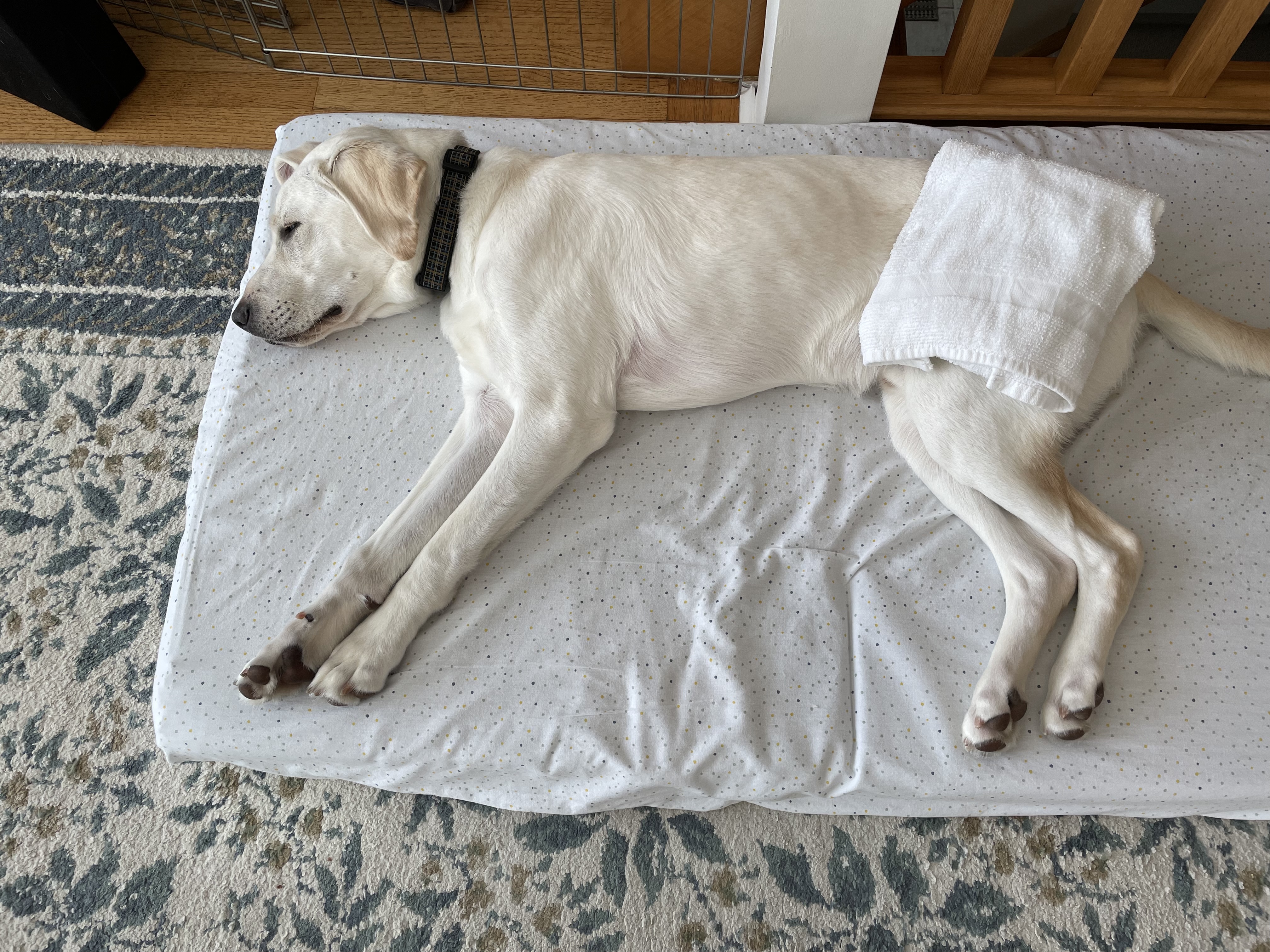 Falkor Apr 2025-2