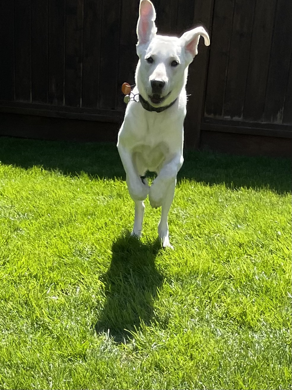Falkor Apr 2025-7