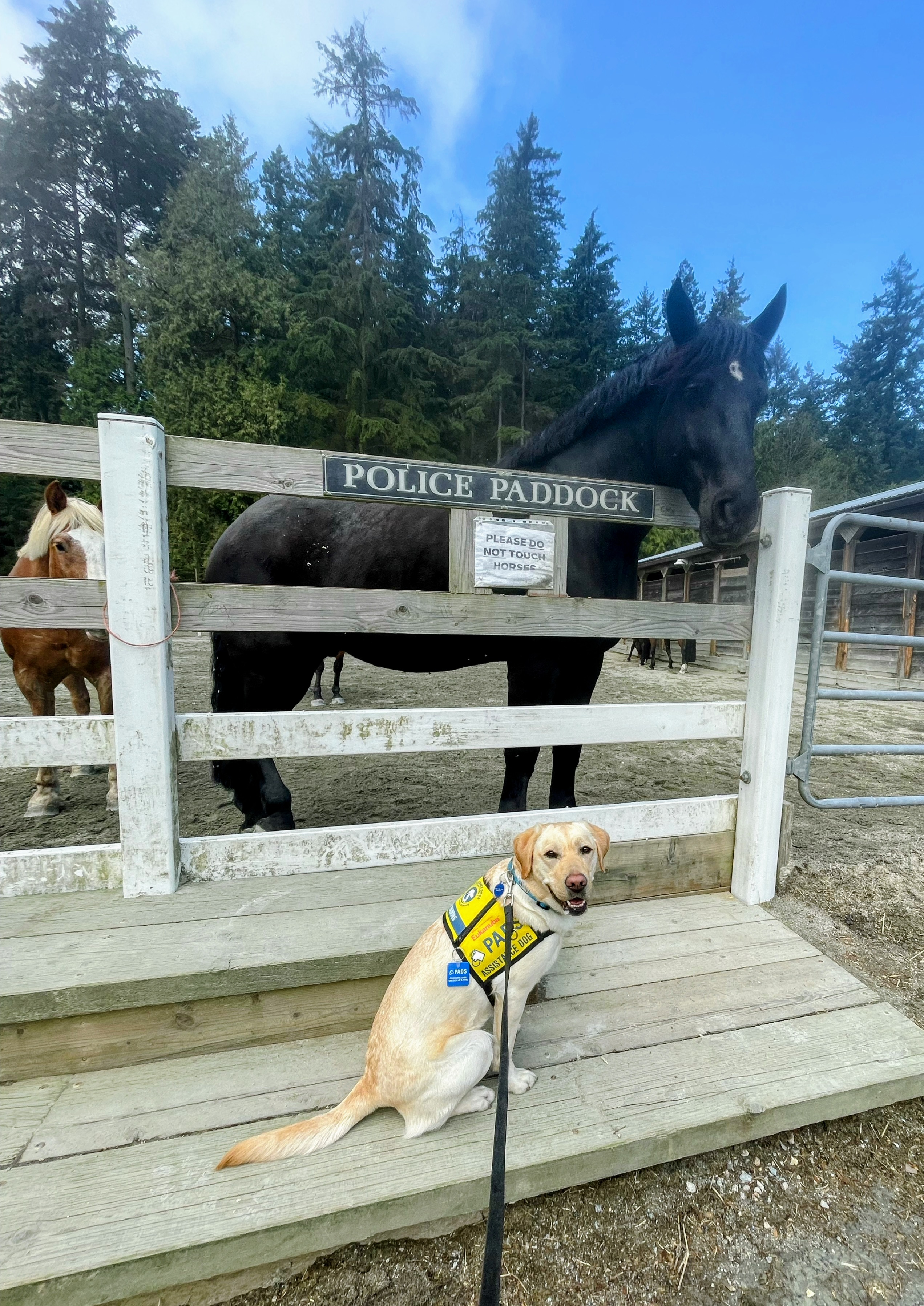 Fiddle April 2025