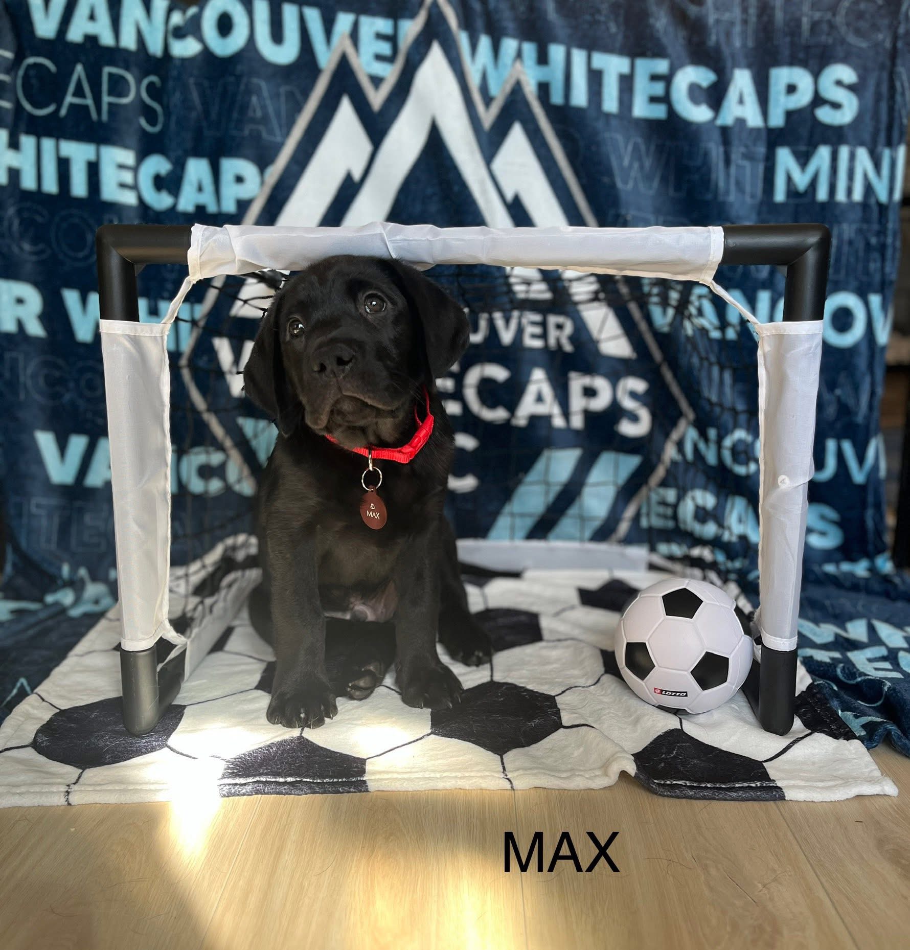 Max May 2025