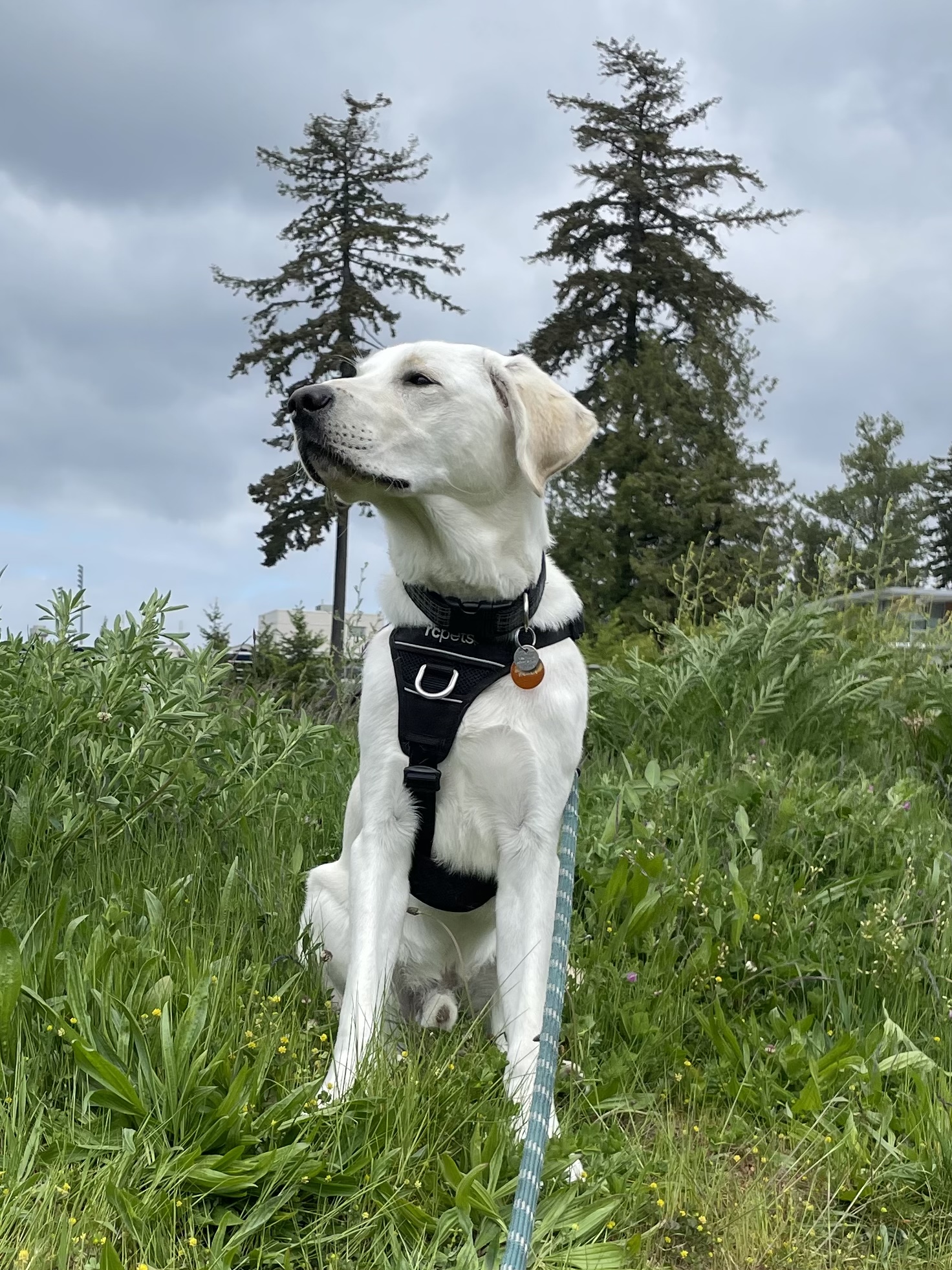 Falkor May 2025-1
