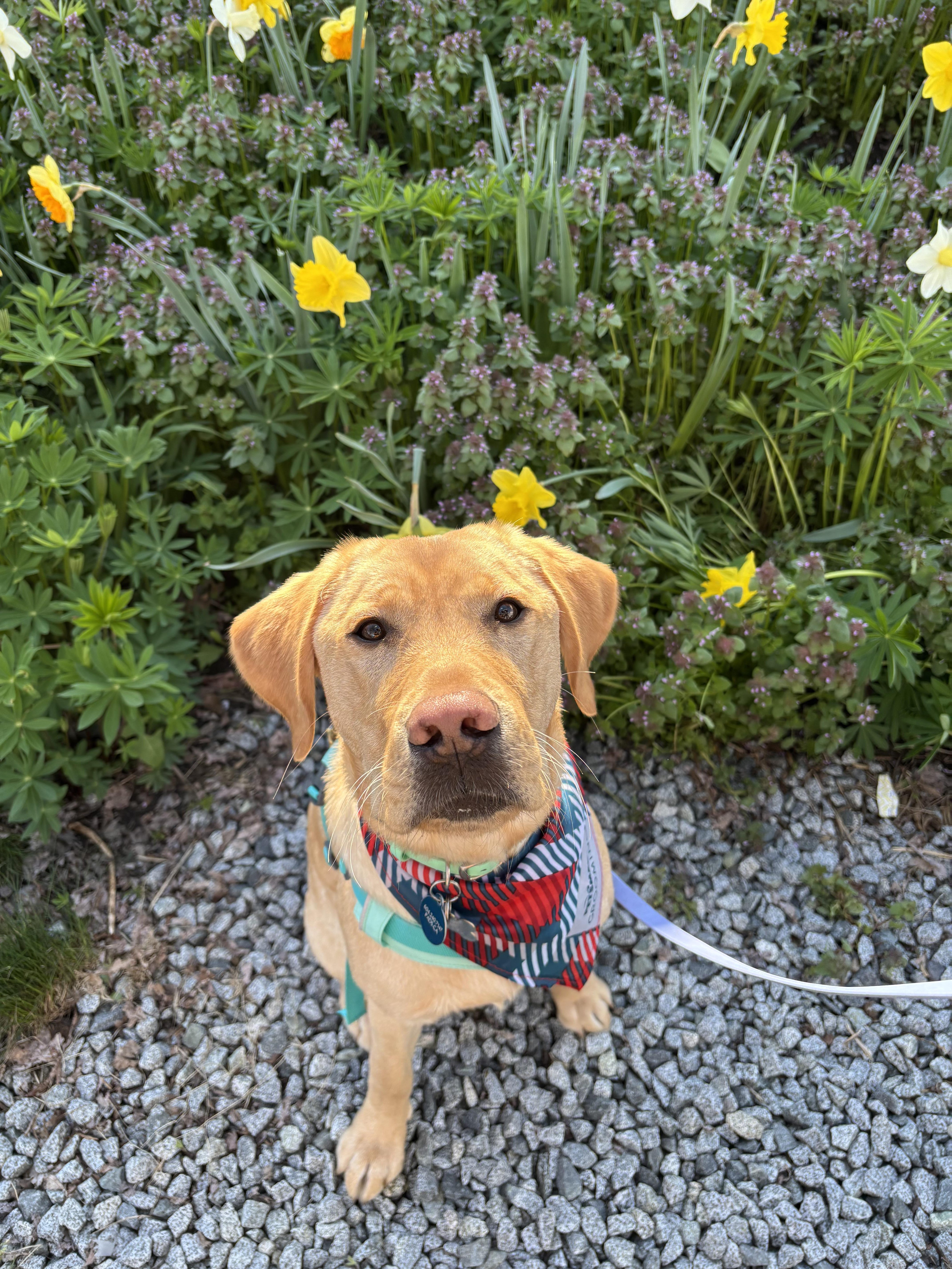 Buddy II Apr 2025-1