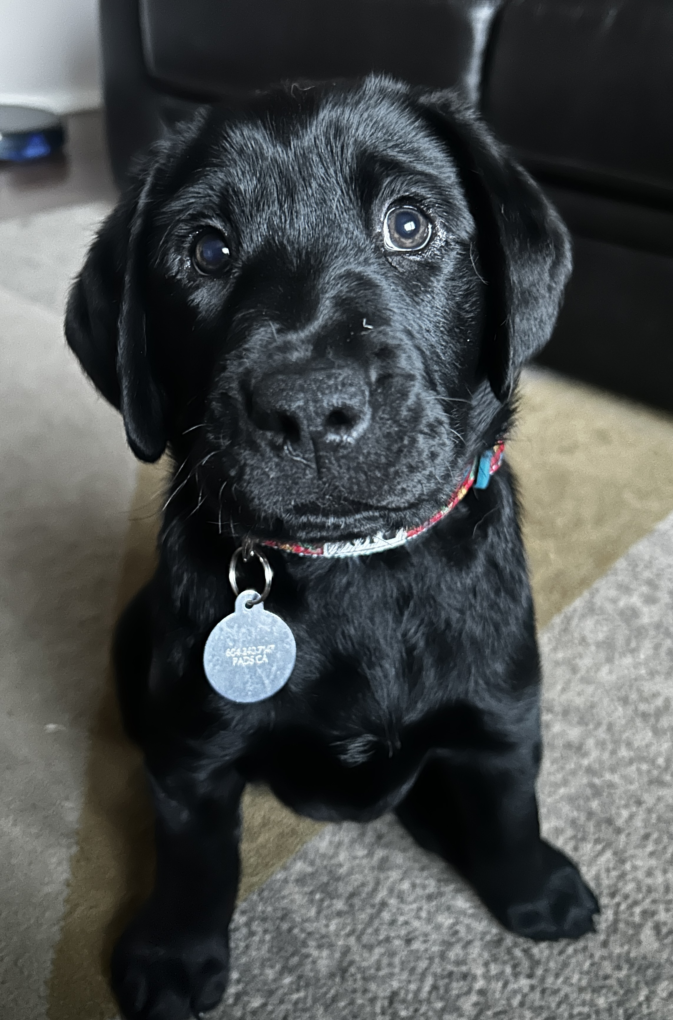 Sarge II Apr 2025