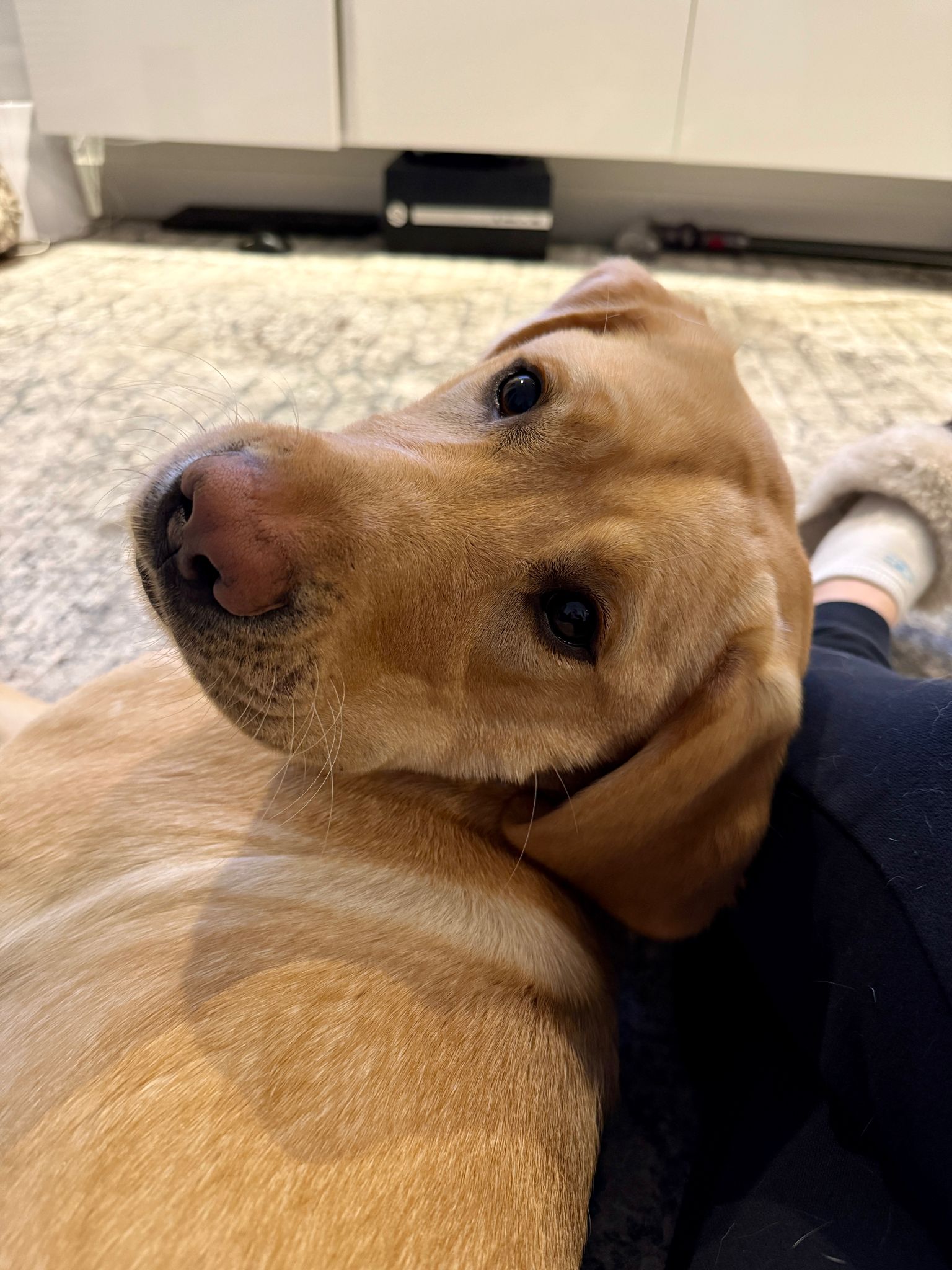 Buddy II May 2025-1