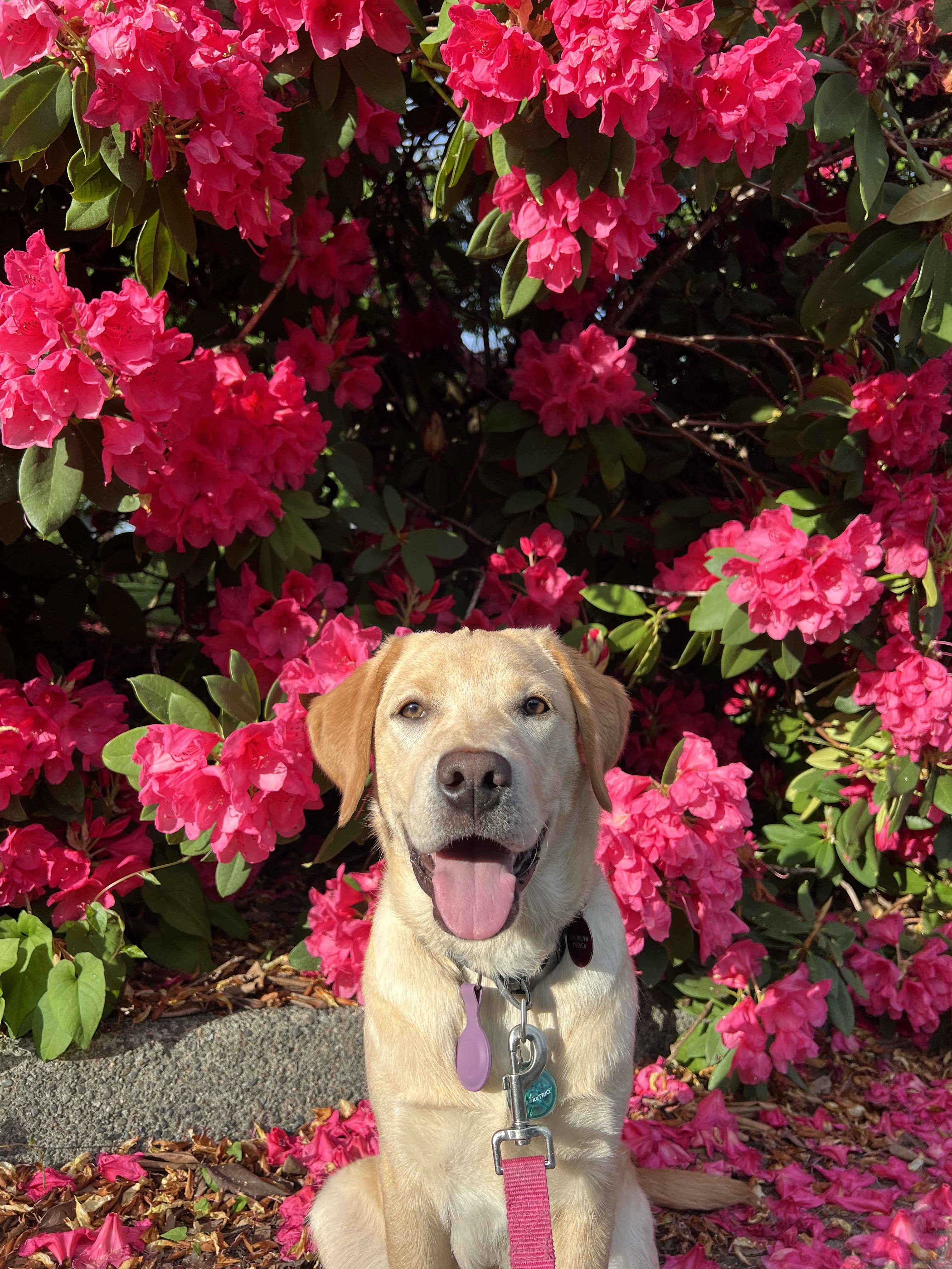 Pandora May 2025
