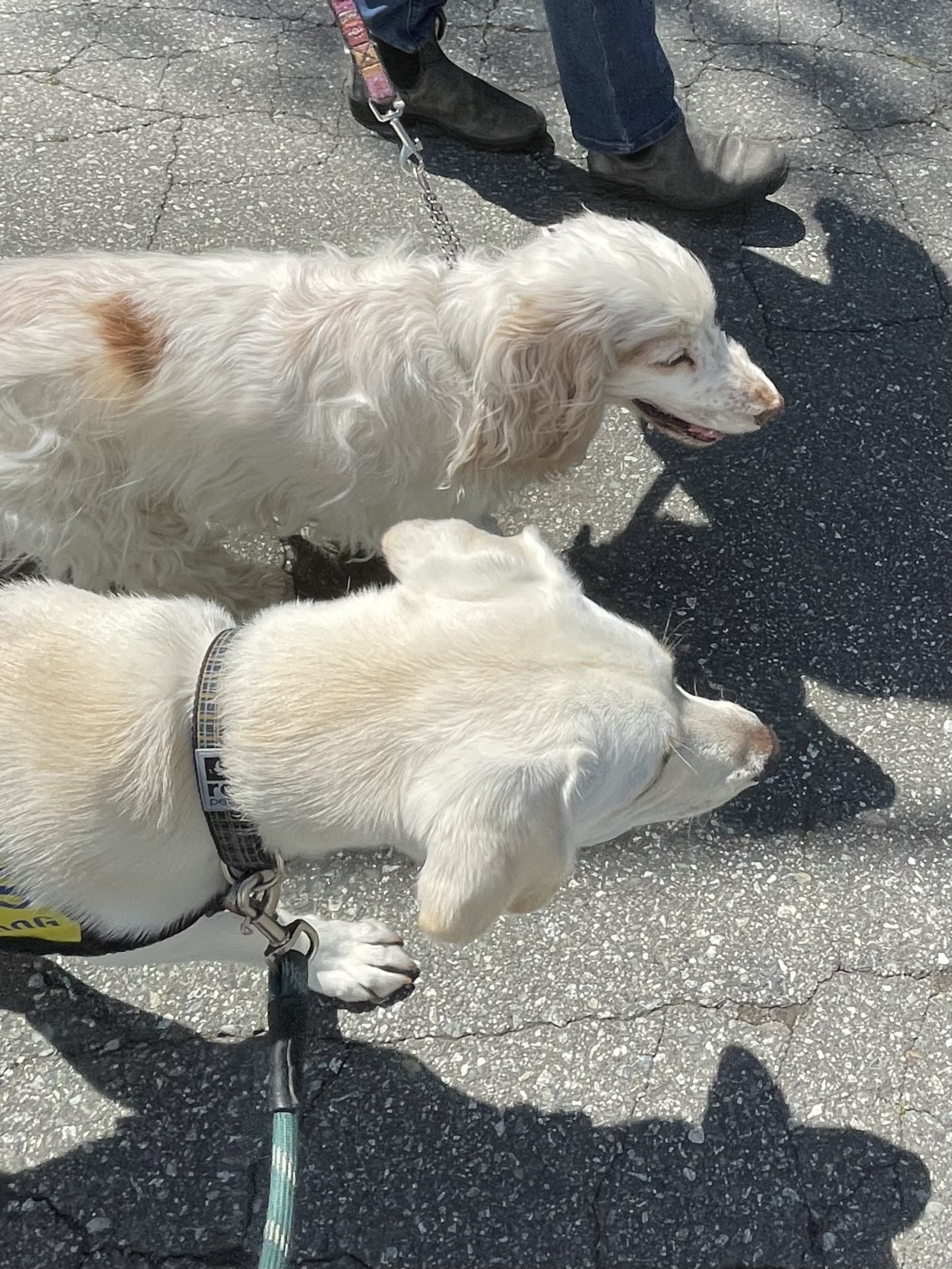 Falkor May 2025-3