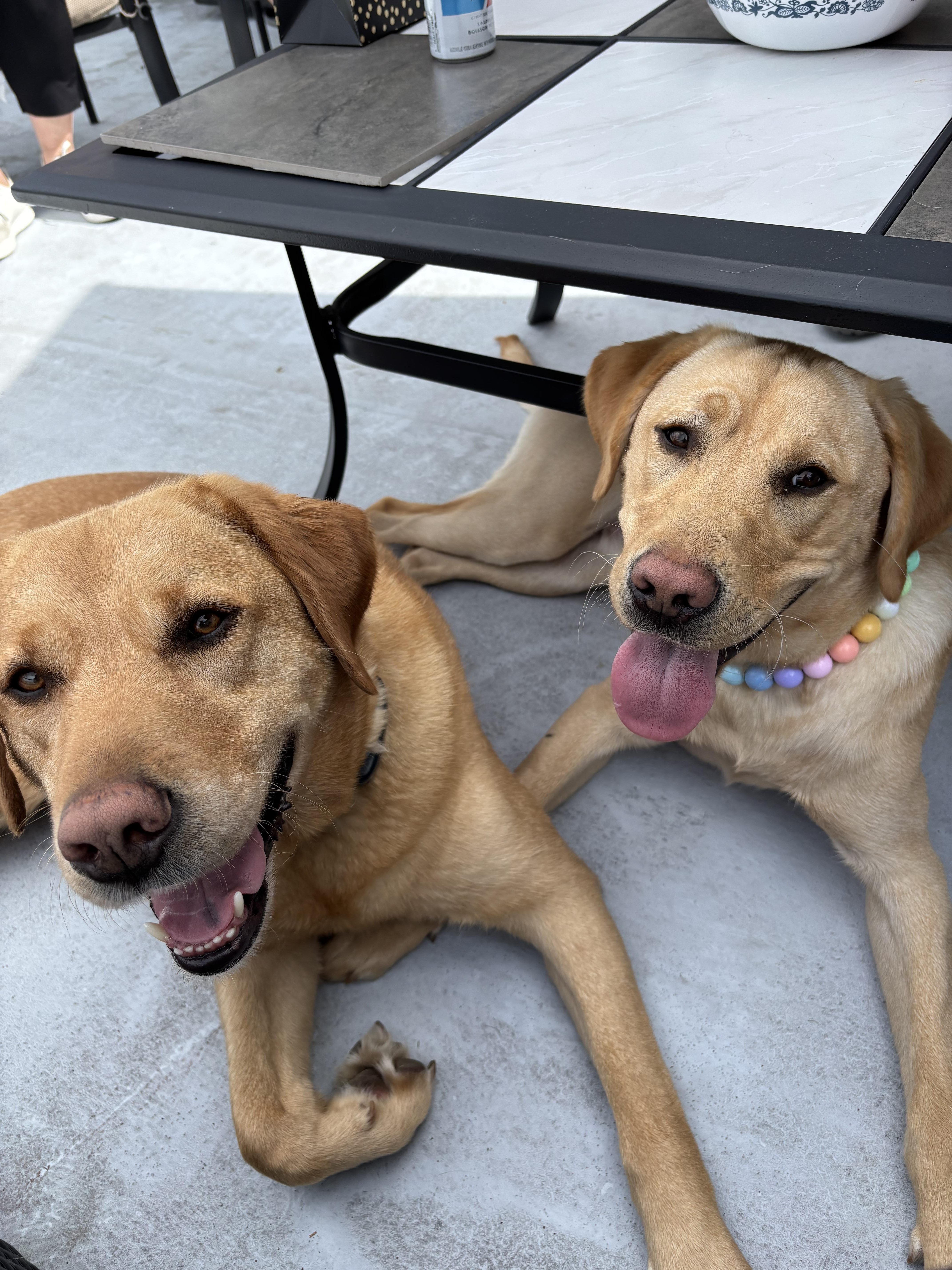 Buddy II May 2025-2