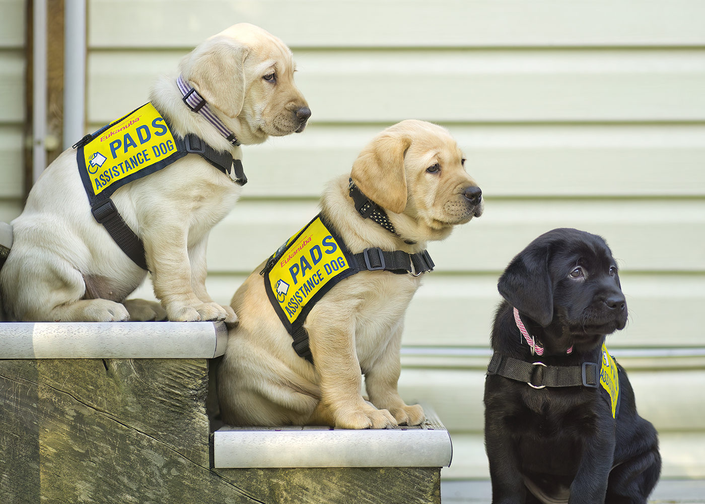 Puppies Yellow Vest