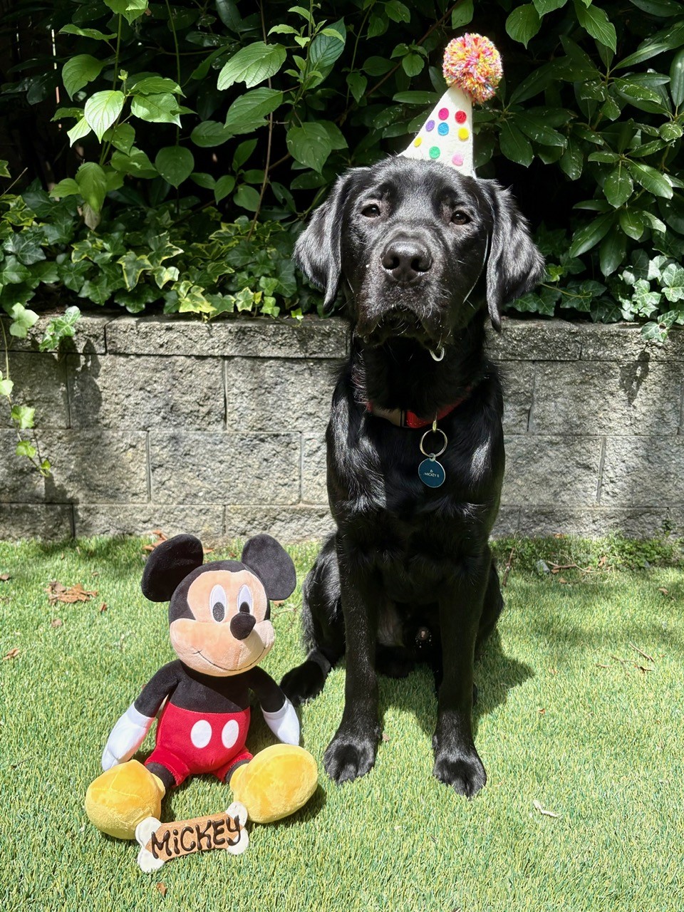 Mickey II July 2025-1