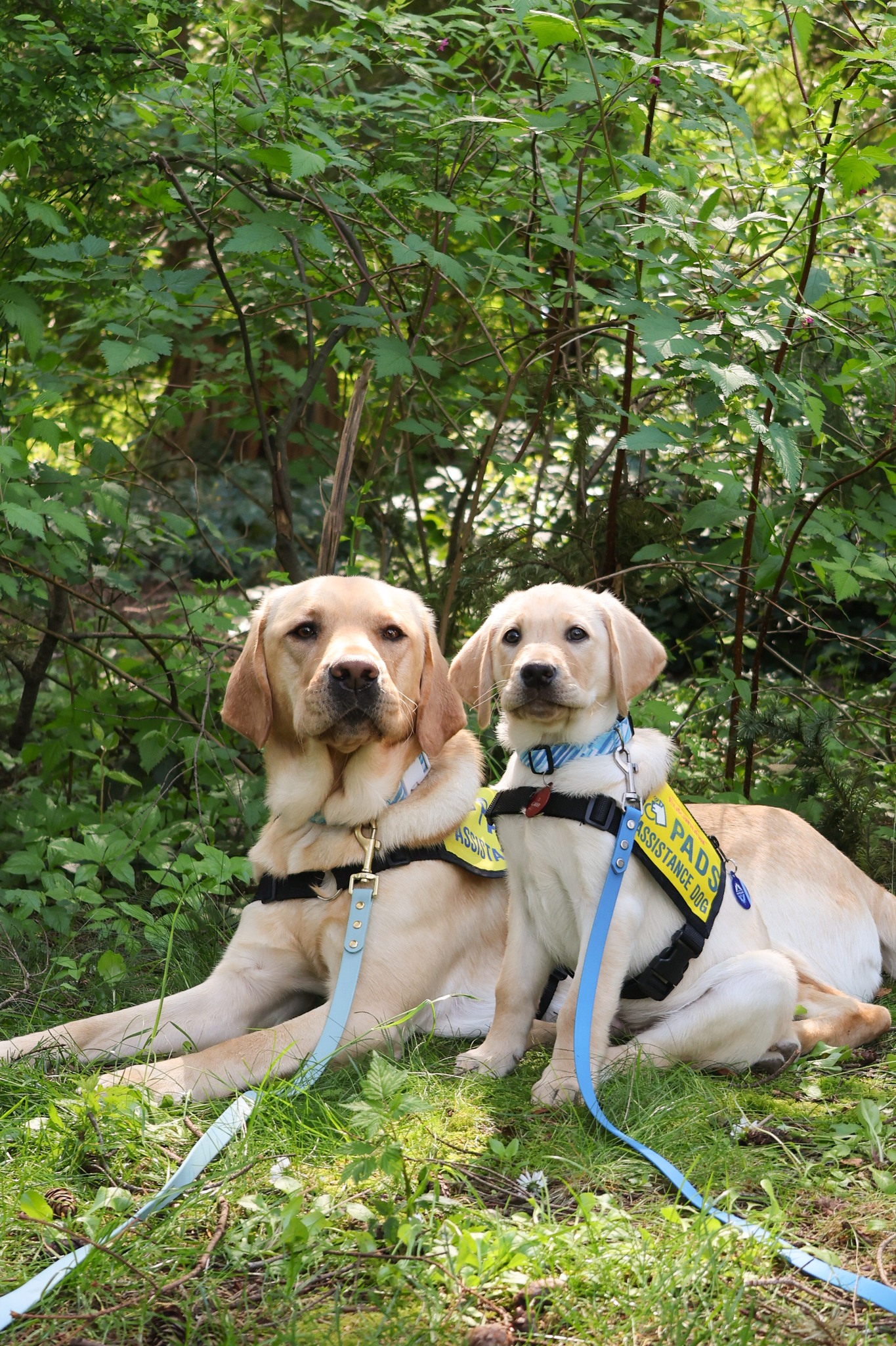 504393043_1240253824149842_5146480575388236429_n A young puppy sits with an older yellow lab. Both wear yellow PADS vests