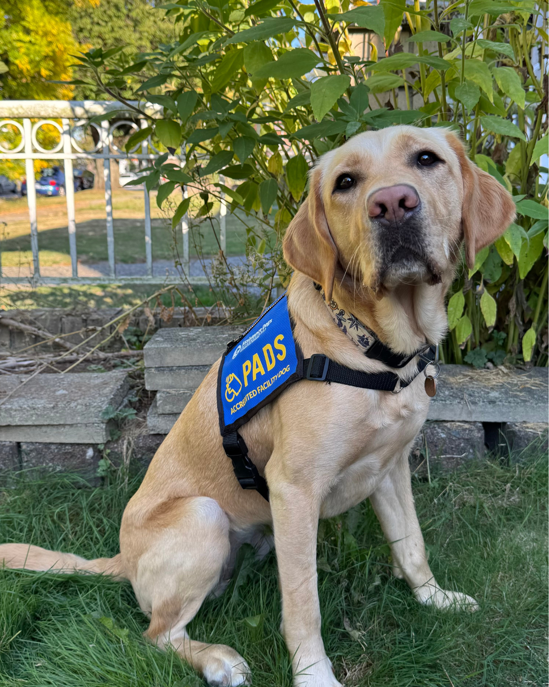 PADS Petra, a yellow lab wearing a blue PADS vest, sits in a garden and looks at the camera.