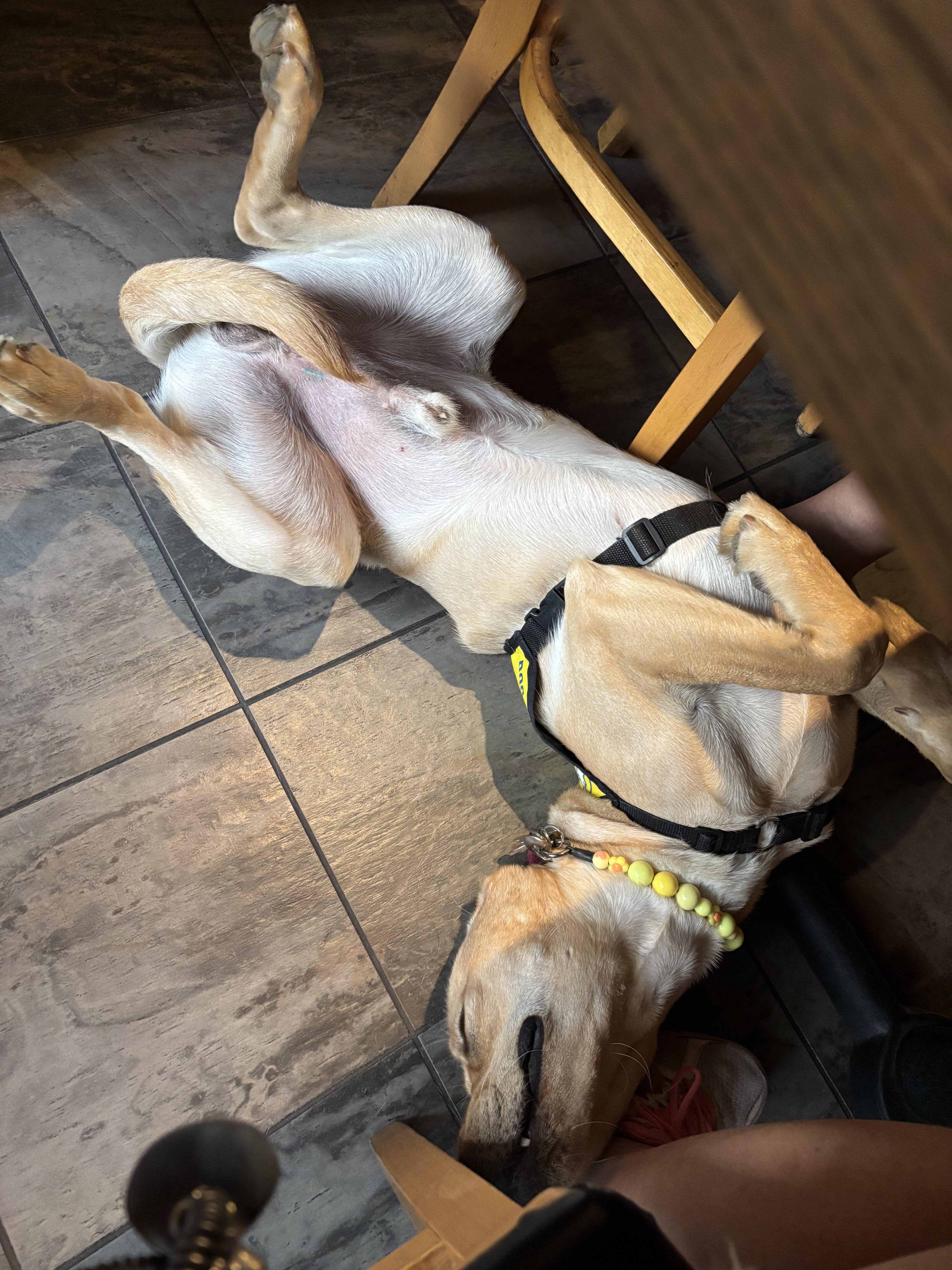 Buddy II Sep 2025-6