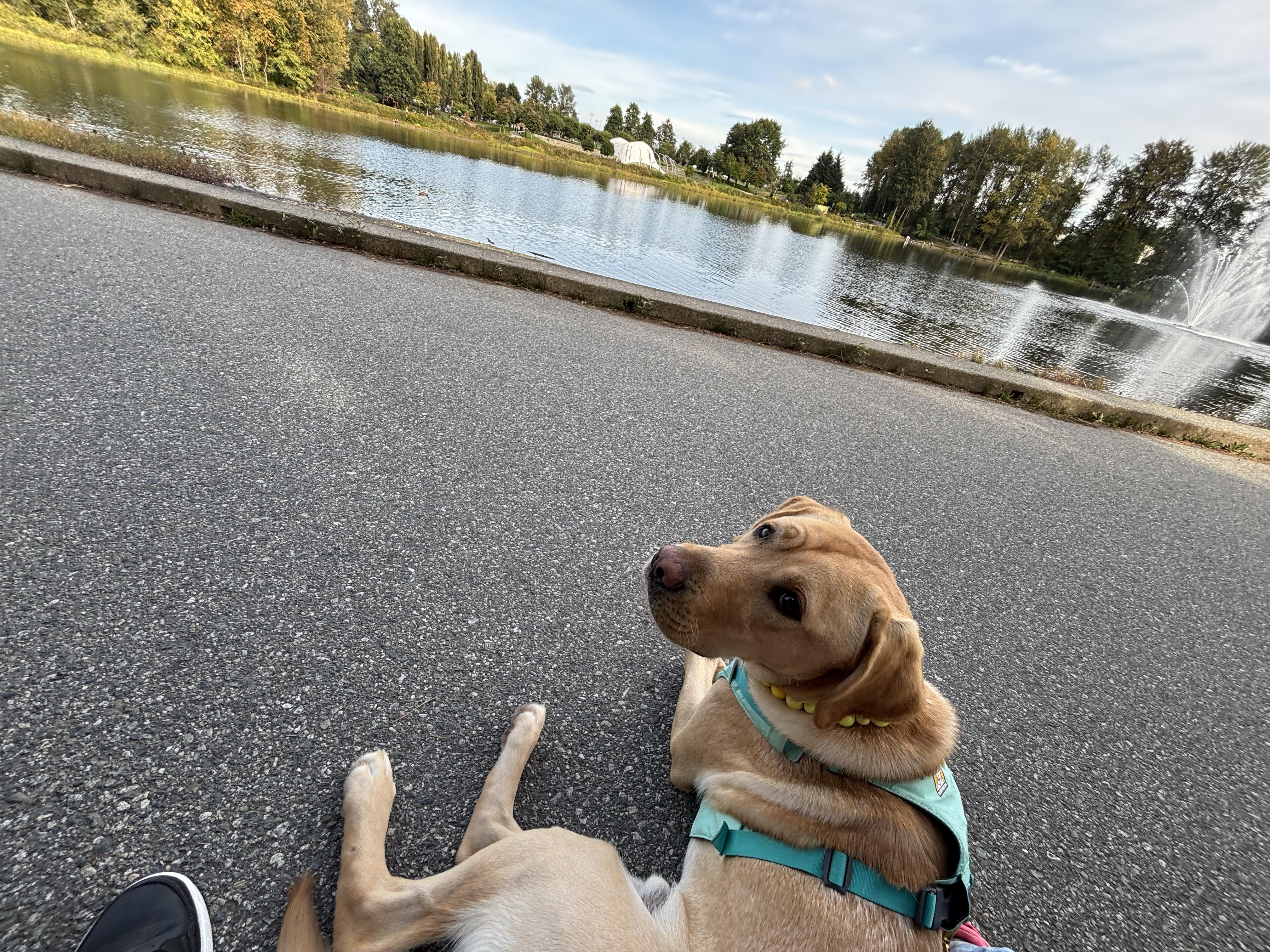Buddy II Sep 2025-1