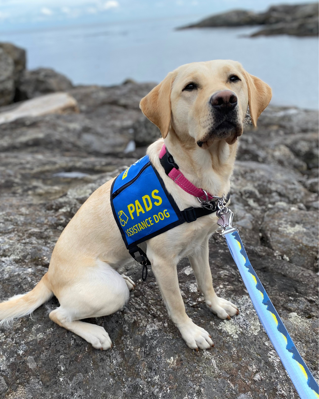 Hearing dog Nova sits on a rock at a beach
