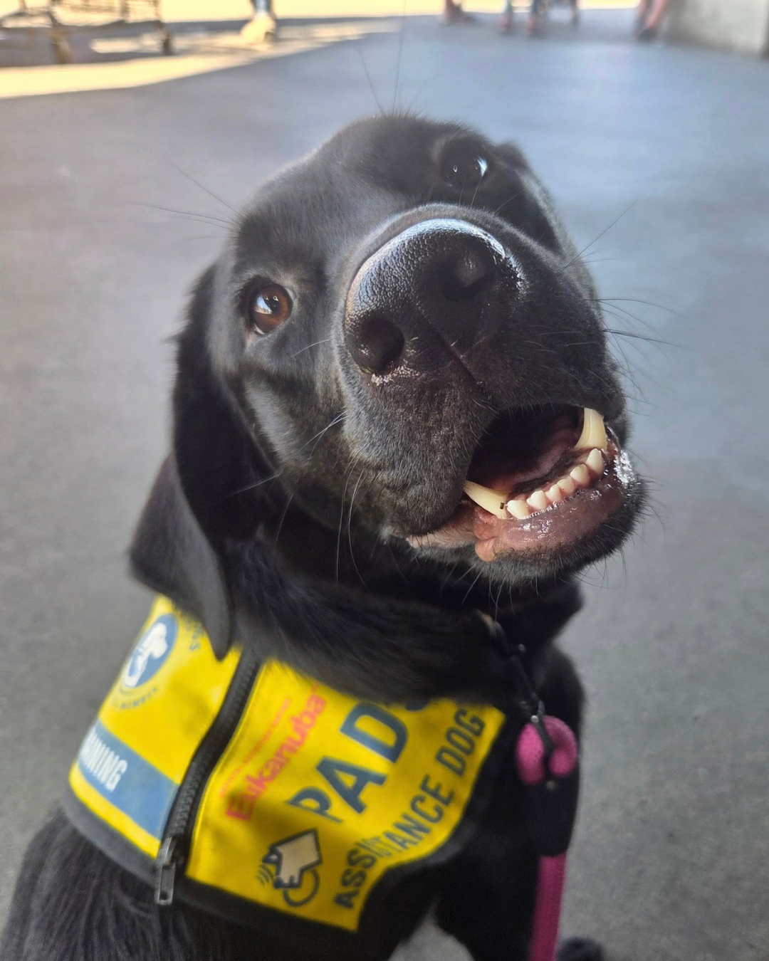 A black Lab in a yellow PADS vest looks back at the camera with her mouth slightly open, making it look like she is smiling.