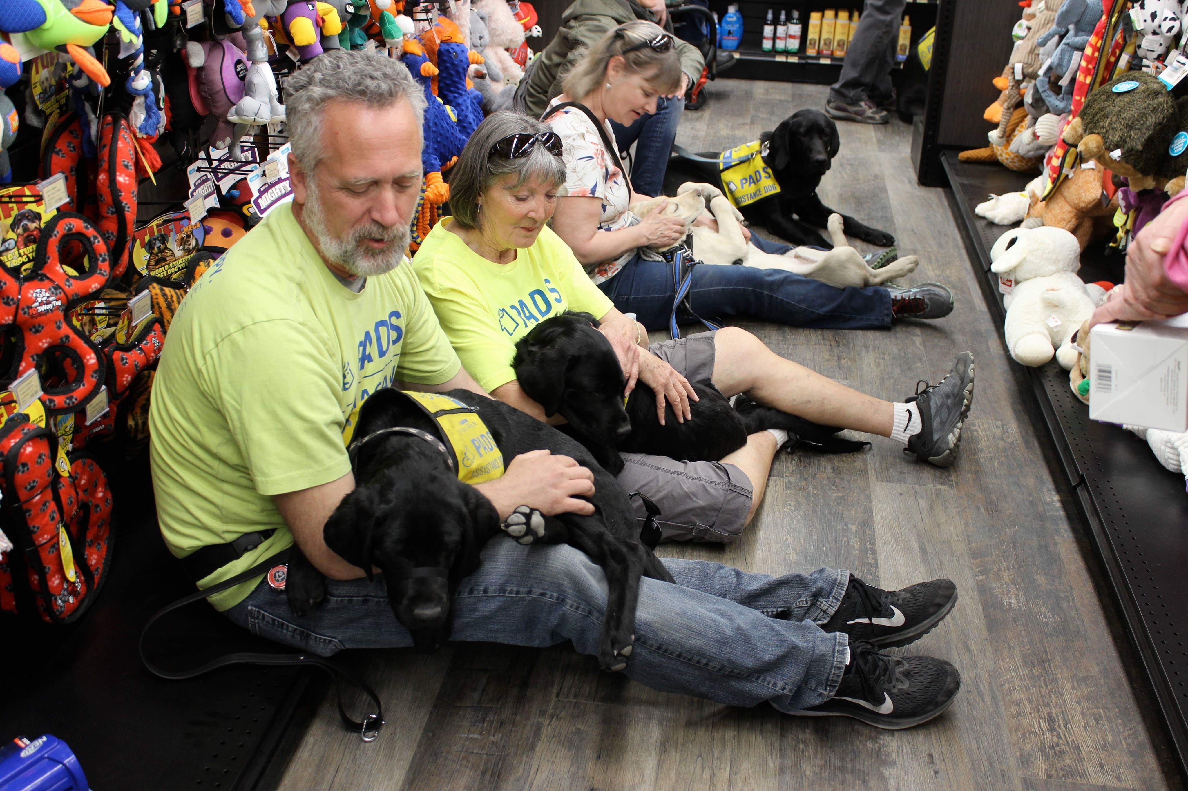 A black Lab in a yellow PADS vest looks back at the camera with her mouth slightly open, making it look like she is smiling.