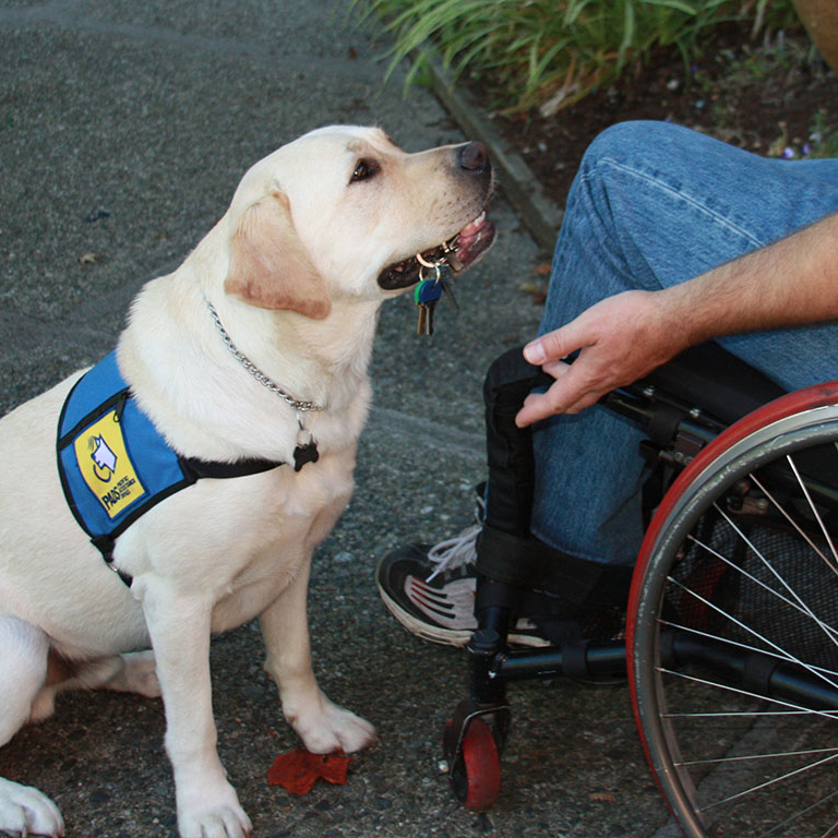 Yellow lab sale service dog