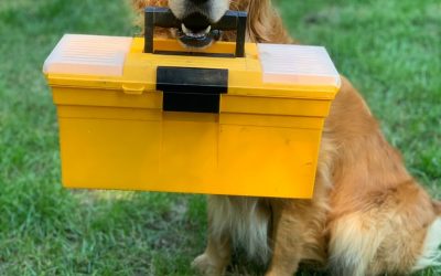 Evacuation Kit for Dogs