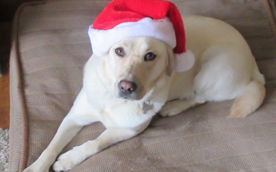 Elsa | December 2021