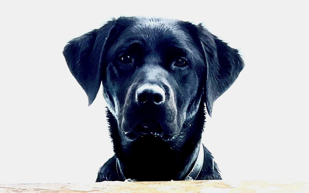 Advanced Dog Trainer (Parental Leave – 6 months) | POSITION FILLED