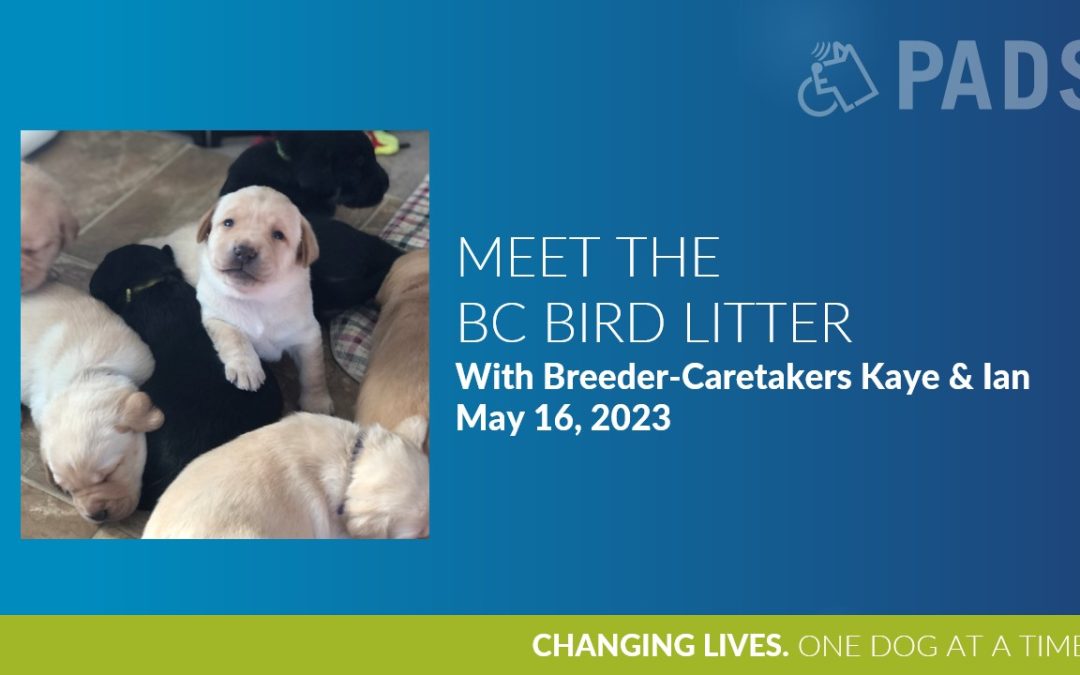 Meet The BC Bird Litter