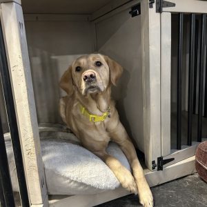 Bagel | December 2024