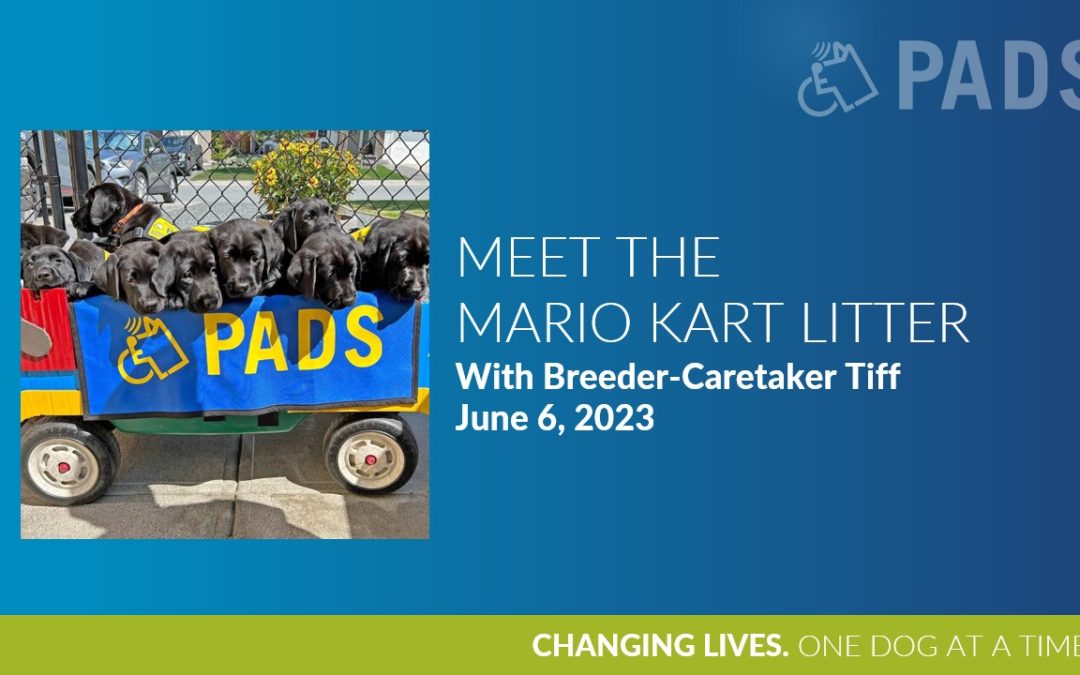 Meet The Mario Kart Litter