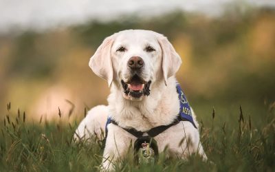Vancouver Sun: Canada’s first justice facility service dog, Caber, dies at 15