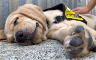 CTV: ‘Our program is hurting’: Charity urgently needs volunteers to raise puppies in B.C.
