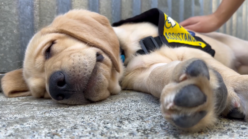 CTV: ‘Our program is hurting’: Charity urgently needs volunteers to raise puppies in B.C.