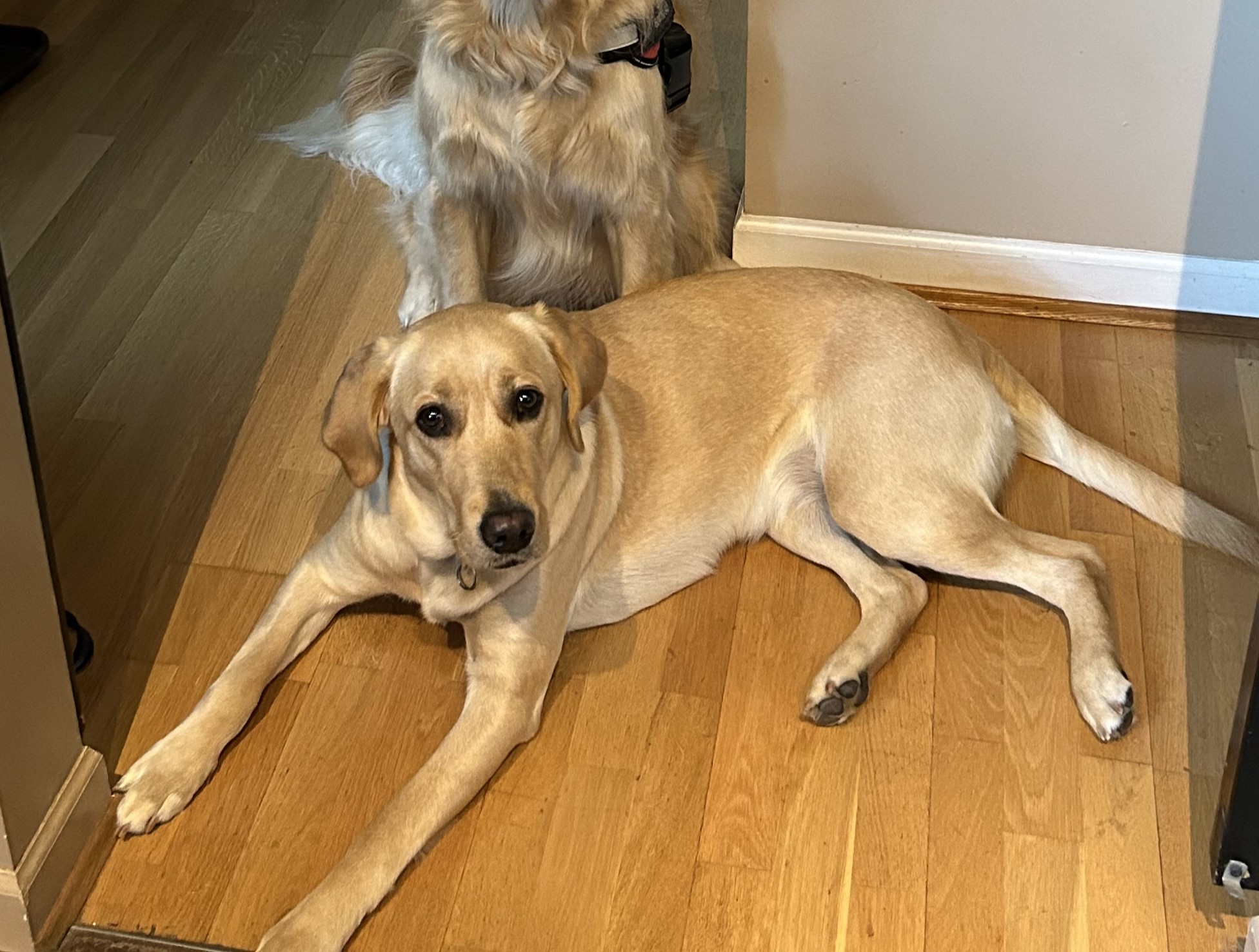 Muffin | September 2023