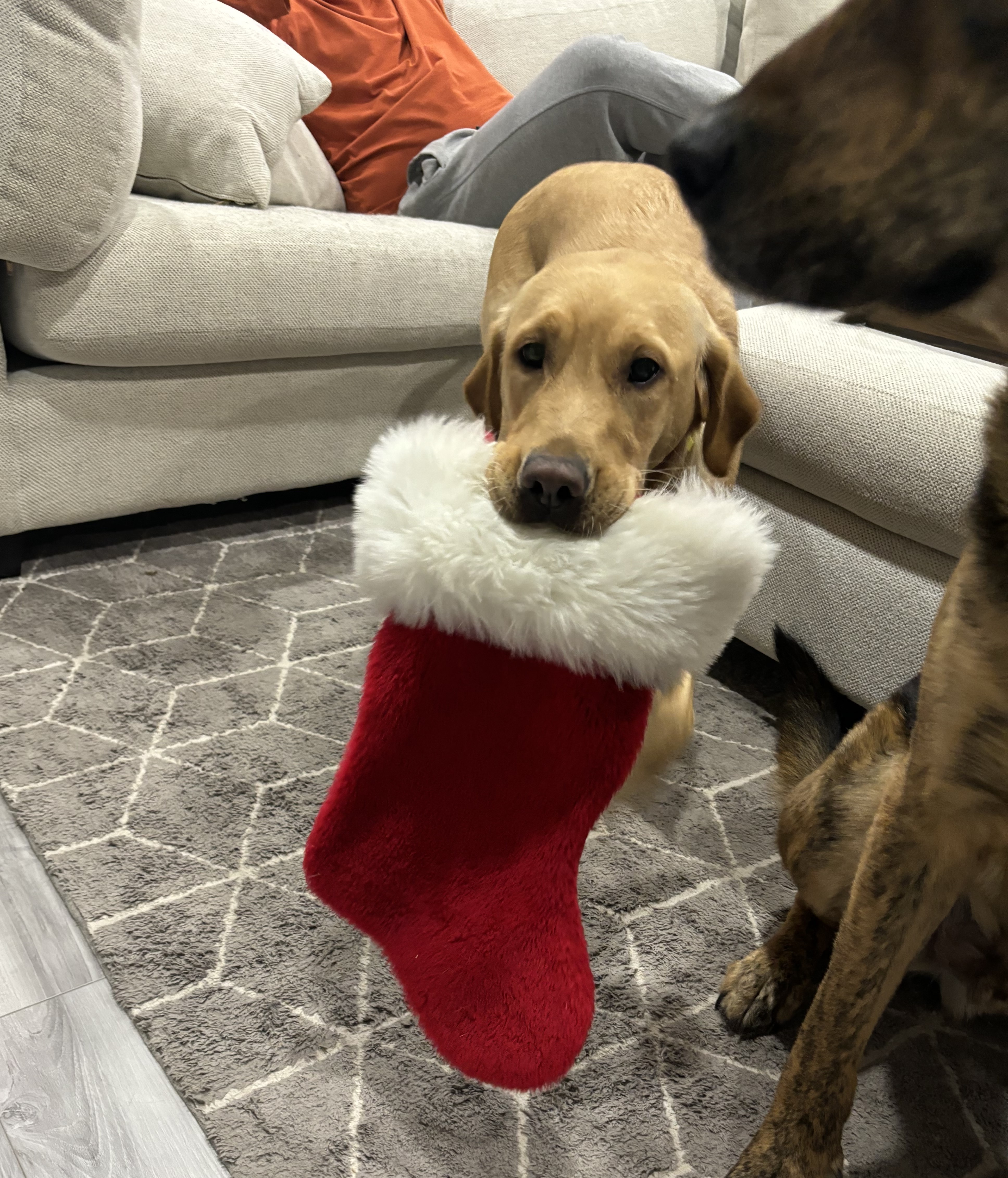 Bagel | December 2023