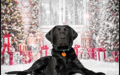 Bosc | December 2023