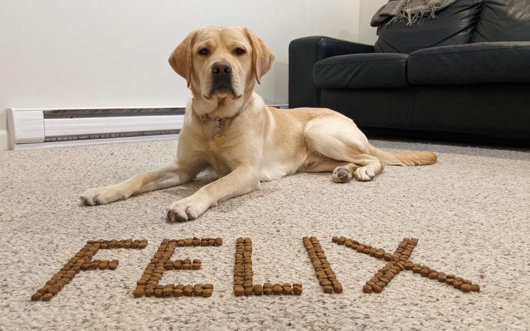 Available for Adoption: Felix