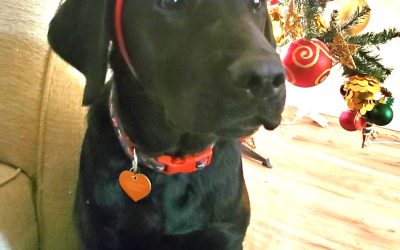 Huckle | December 2023