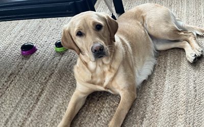 Bagel | February 2024