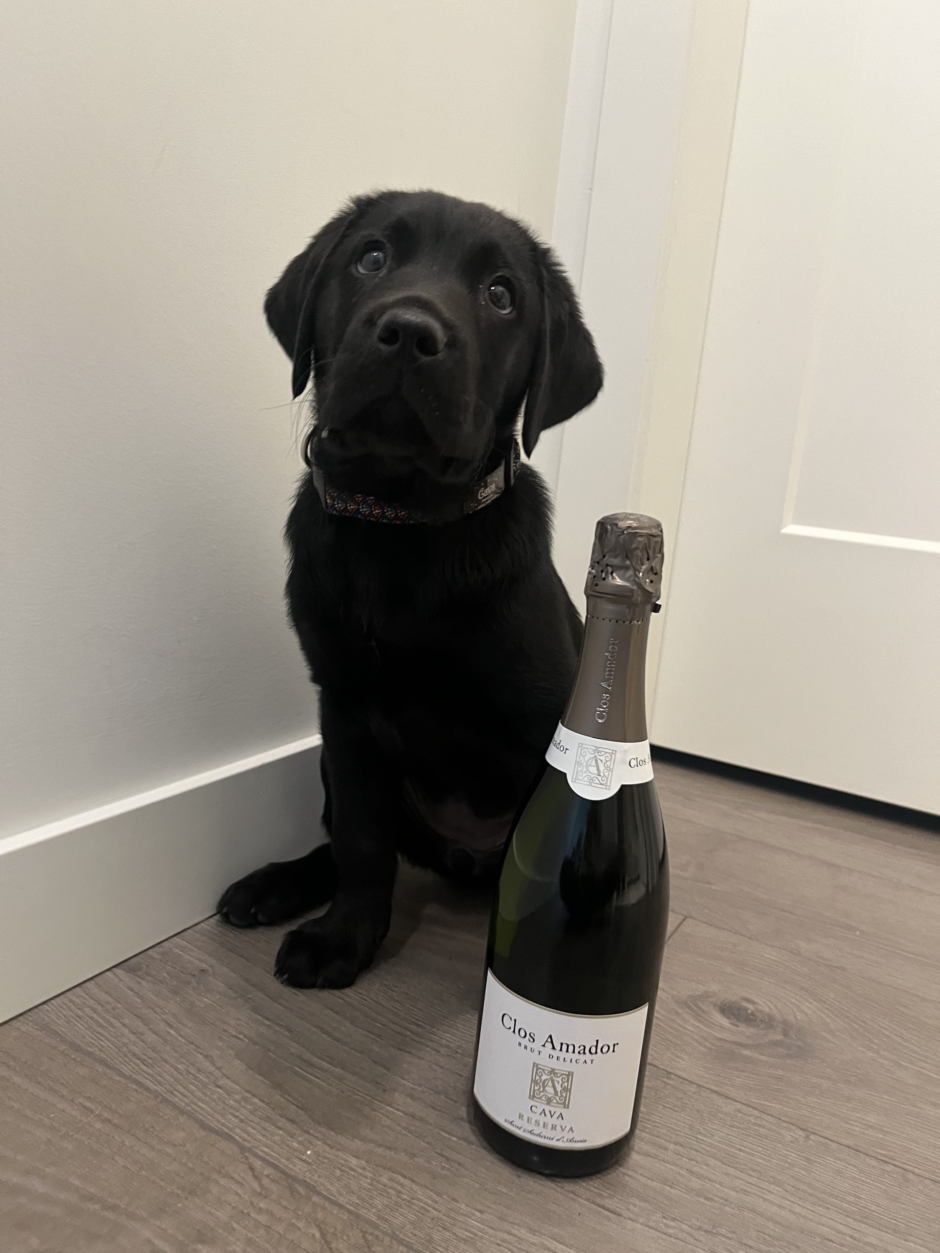 Cava | April 2024