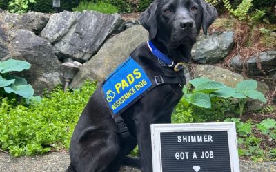 Shimmer | June 2024