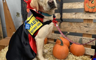 Toffee | October 2024