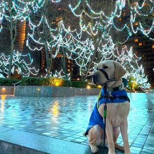 Tracker | December 2024