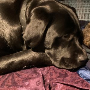 Furrow | January 2025