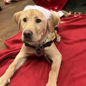 Buddy II | December 2024