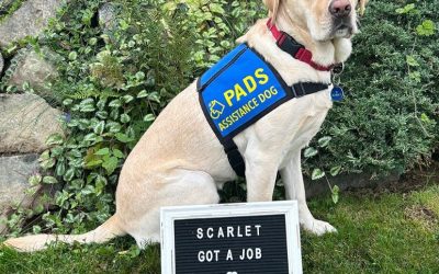 Scarlet | January 2025
