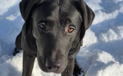 Gadget | January 2025